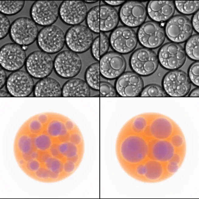 Nanovial Manufacture via Liquid-Liquid Phase Separation