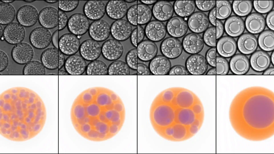 Fluid dynamics alters liquid–liquid phase separation in confined aqueous two-phase systems